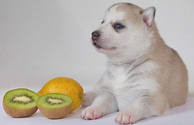 Can Dogs Eat Kiwi? Here’s Everything You Should Know
