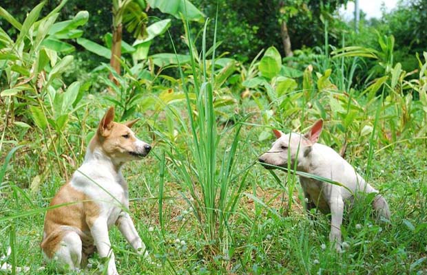 Is Lemongrass Safe for Dogs? Things To Know