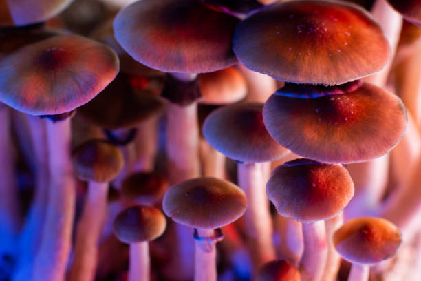 How Long Does It Take for Shrooms to Kick In?