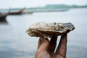 What Do Oysters Eat: Interesting Facts About Oysters