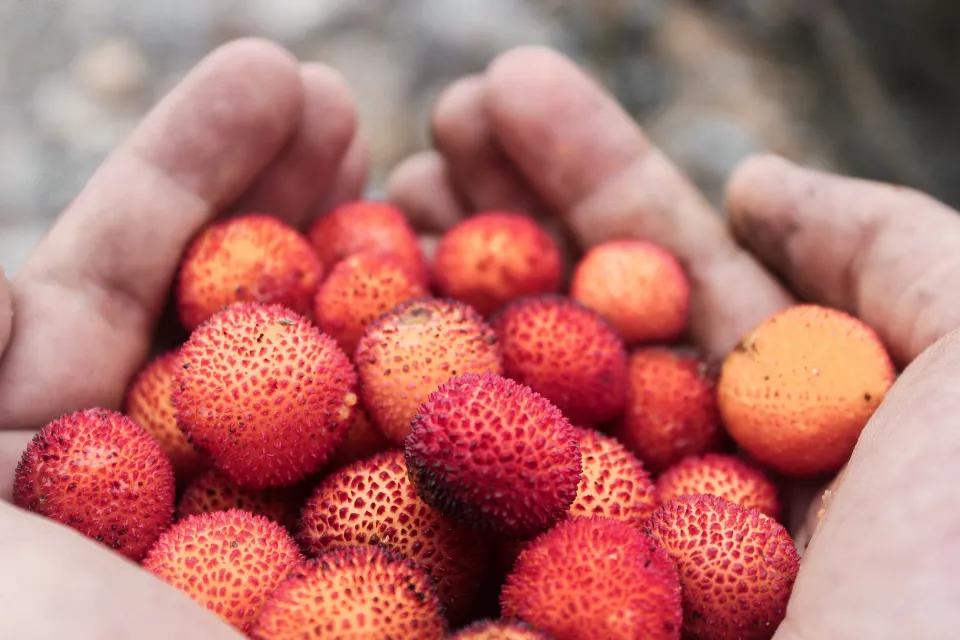 Lychee: A Wonderful Ingredient and Drink